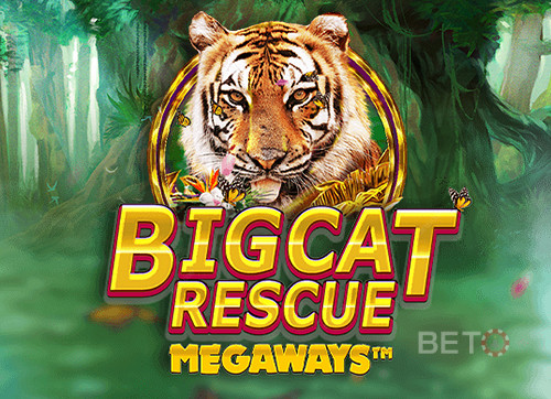 Big Cat Rescue Megaways